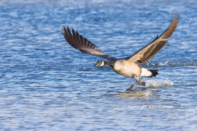 Branta-canadensis;Canada-Goose;Flying-Bird;One;Photography;action;active;aloft;